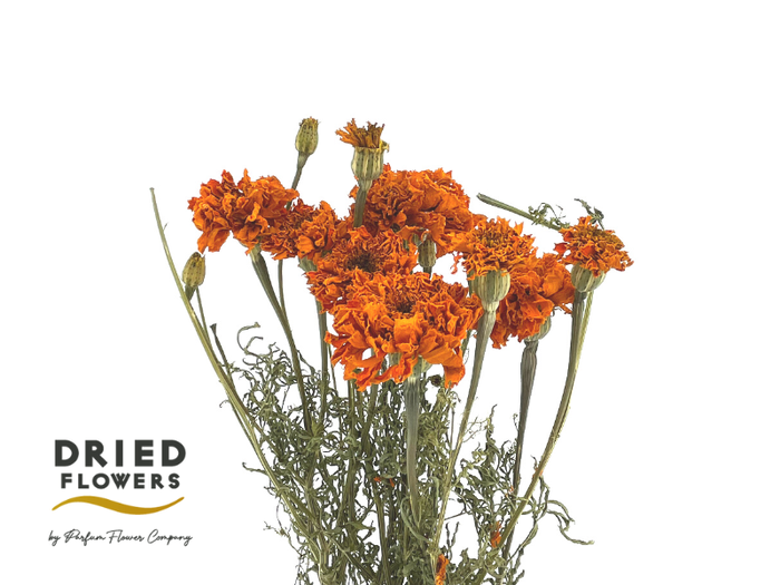 <h4>Dried Tagetus Orange</h4>