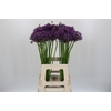 Allium Jackpot