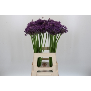 Allium Jackpot