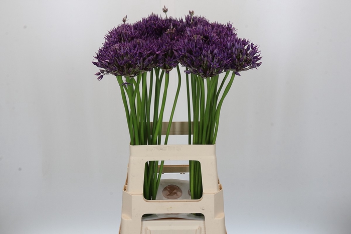 <h4>Allium Jackpot</h4>