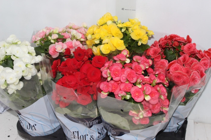 <h4>BEGONIA P15</h4>