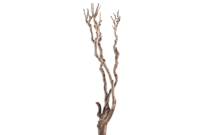 <h4>Syringa Branch Super Floessel</h4>