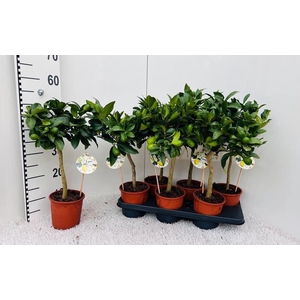 Citrus eustis Limonella stem (s2)