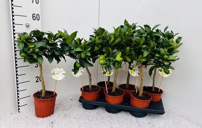 <h4>Citrus eustis Limonella stem (s2)</h4>