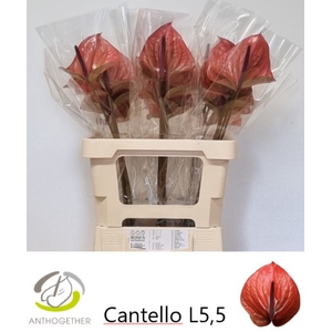 Anthurium Cantello