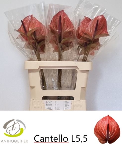 <h4>Anthurium Cantello</h4>