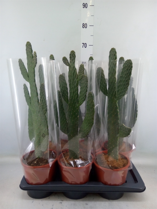 <h4>Opuntia</h4>