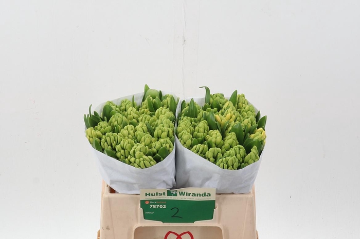 <h4>Hyac Yellowstone</h4>