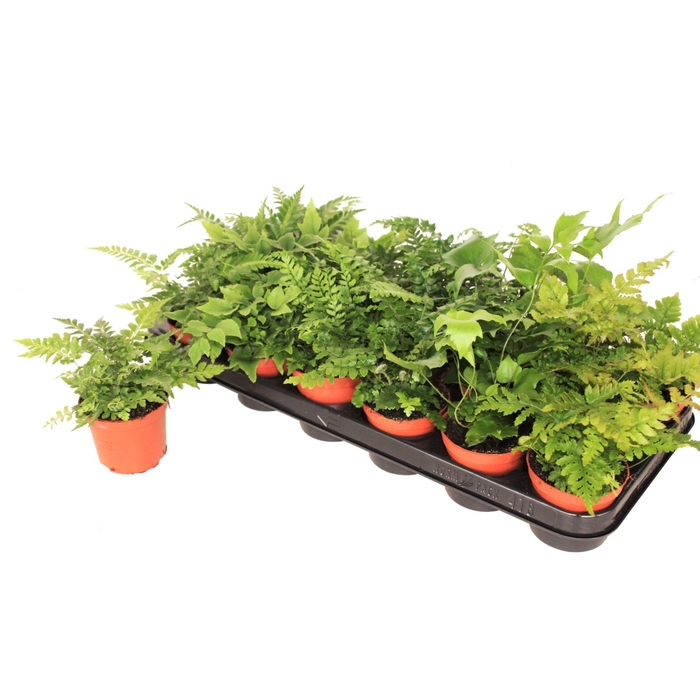 <h4>Varens gemengd</h4>