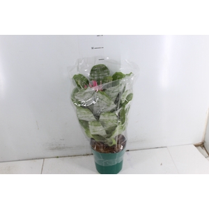 AECHMEA FASCIATA P17