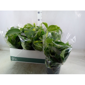 Epipremnum pinn. 'Aureum'
