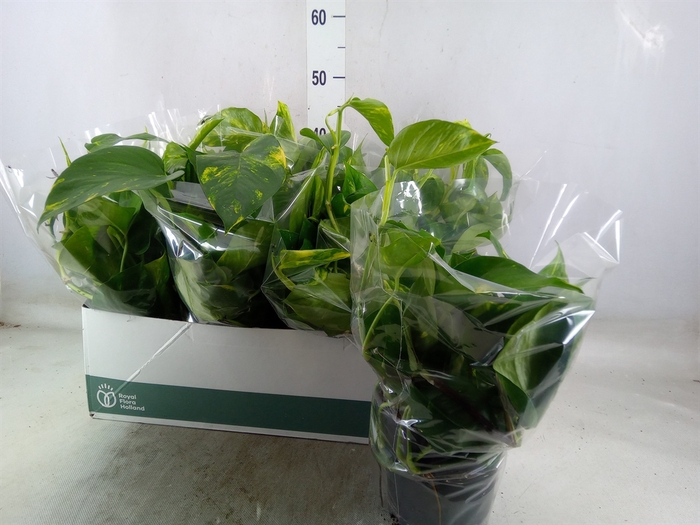 <h4>Epipremnum pinn. 'Aureum'</h4>
