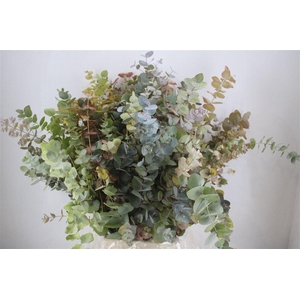 Euca Stuartiana Autumn P Bunch