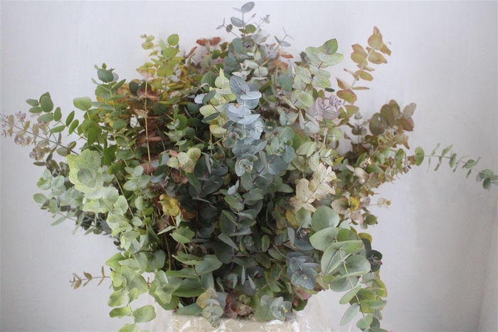 <h4>Euca Stuartiana Autumn P Bunch</h4>