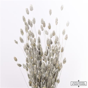 Dried Phalaris Silver Bunch