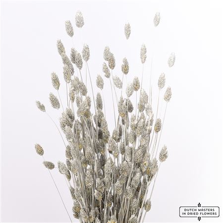 <h4>Dried Phalaris Silver Bunch</h4>