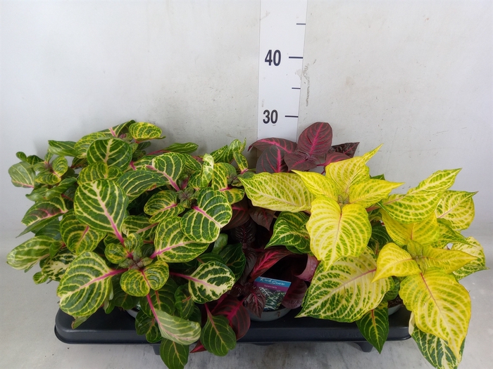 <h4>Iresine herbstii</h4>