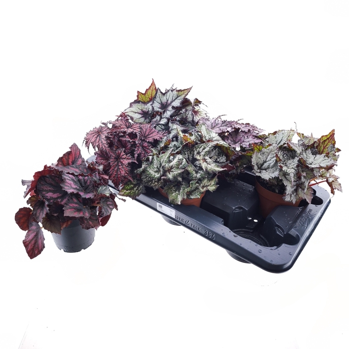 <h4>BEG REX GRP GEM</h4>