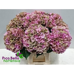 HYDR M ROY PARADE CL