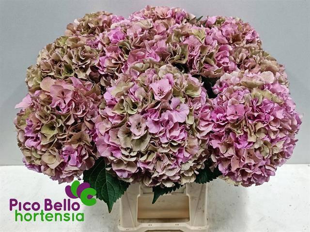 <h4>HYDR M ROY PARADE CL</h4>