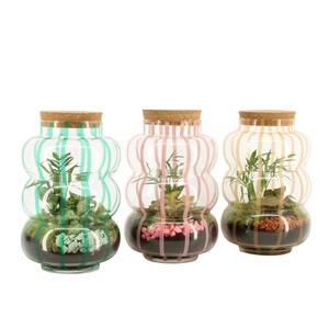 22020: Contradiction terrarium