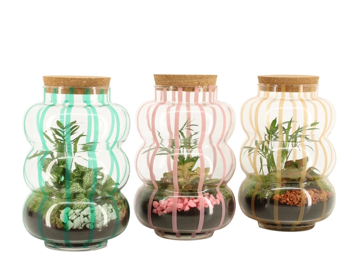 <h4>22020: Contradiction terrarium</h4>