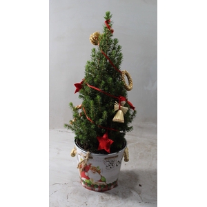 Picea Conica Arrangement Wit