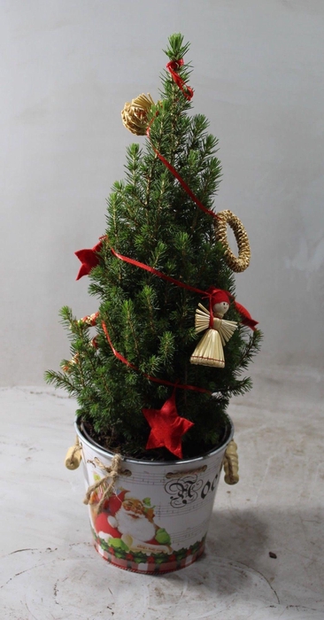 <h4>Picea Conica Arrangement Wit</h4>