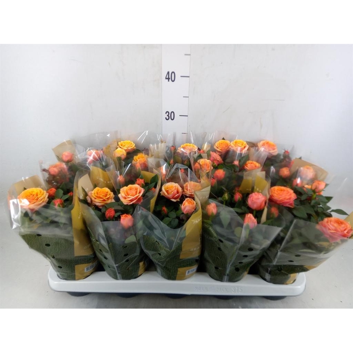 <h4>Rosa  'Firebird Kordana Grande'</h4>