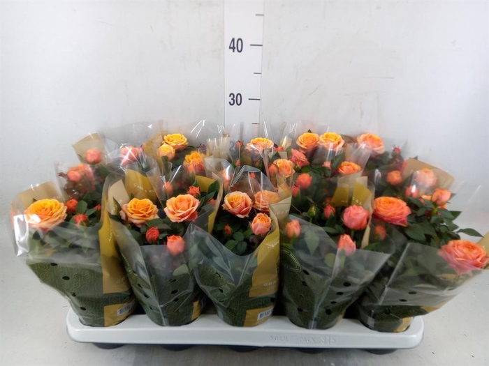 Rosa  'Firebird Kordana Grande'