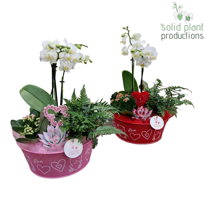 <h4>ZVPE004 Mariëlle Phalaenopsis Red/Pink</h4>