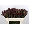 Leucadendron Saf Sunset Dark R.