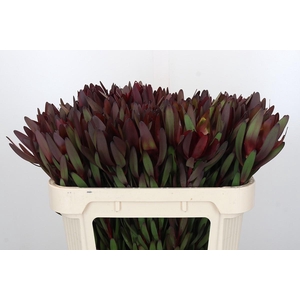 Leucadendron Saf Sunset Dark R.