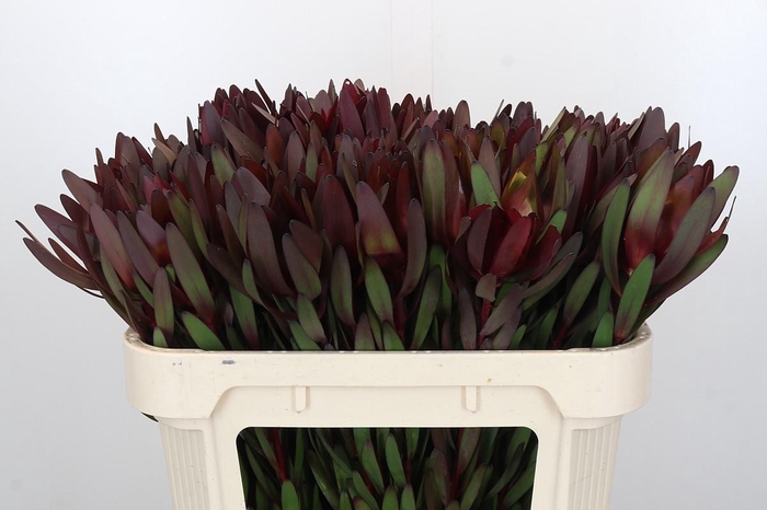 <h4>Leucadendron Saf Sunset Dark R.</h4>
