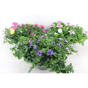 arr4 Outdoor AL - Perkplant mix zink 33cm