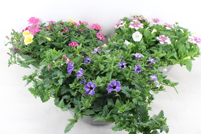 <h4>arr4 Outdoor AL - Perkplant mix zink 33cm</h4>