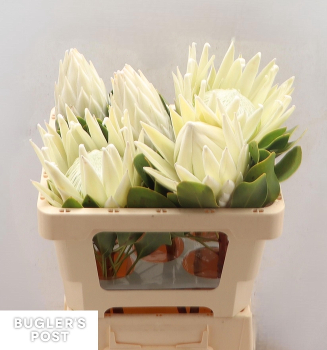 <h4>PROTEA CY AYOBA A IC</h4>