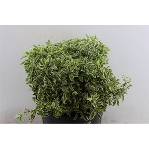 Pittosporum