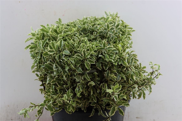 <h4>Pittosporum</h4>