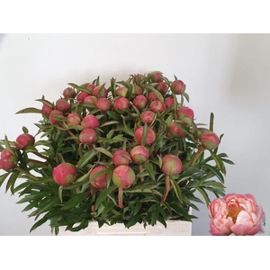 PAEO  CORAL CHARM