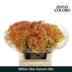 Gyps Million Star L70 Autumn Mix