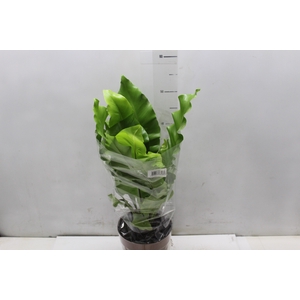 ASPLENIUM NIDUS P17