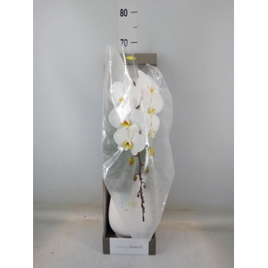 Phalaenopsis   ...white
