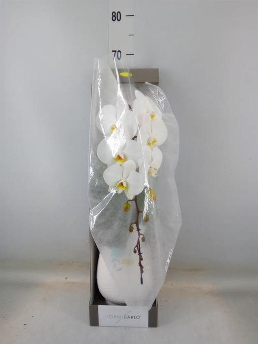 <h4>Phalaenopsis   ...white</h4>