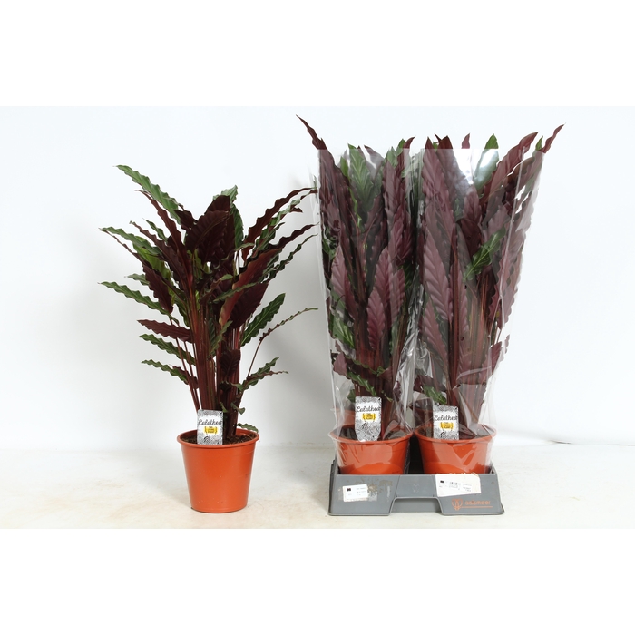 <h4>CALAT RUF WAVESTAR</h4>