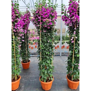 Bougainvillea overig