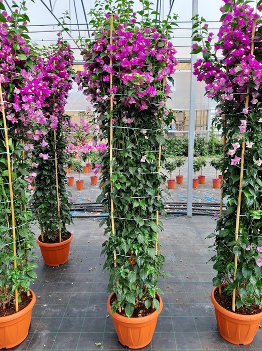 <h4>Bougainvillea overig</h4>