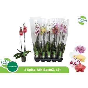 PHAL GEM 5 KL