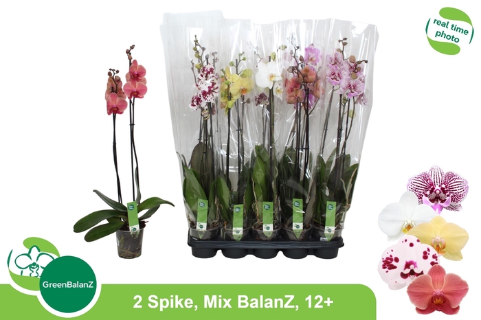 <h4>PHAL GEM 5 KL</h4>