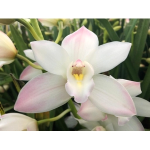 CYMB MI JOSHUA Leekade X18 20% extra packed